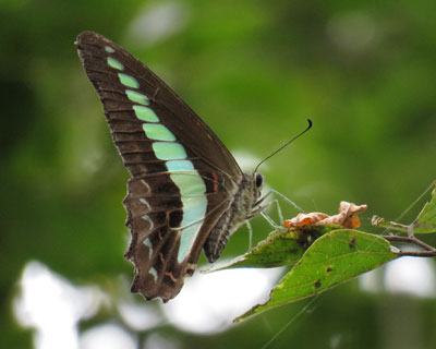 �A�I�X�W�A�Q�n