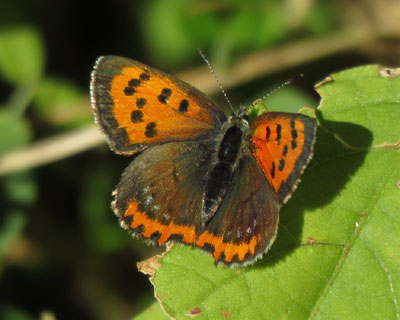 ���{���^�̃x�j�V�W�~