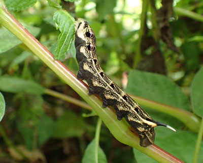 �W�c�ŕ�炷�x�j�X�Y��