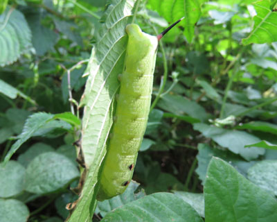 �΃o�[�W����