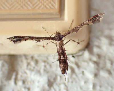 �g�Q�g�Q�̃u�h�E�g���o