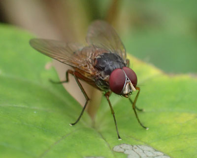 �Ԃ��ڂ̃n�G