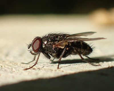 �ѐ[���n�G