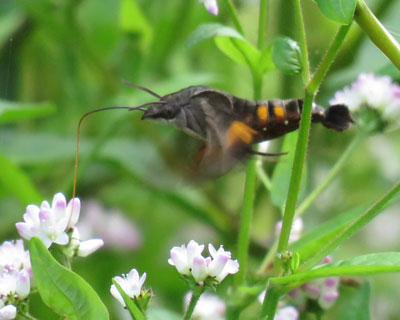 �Ȃ�Ƃ��ʂ����z�V�z�E�W���N