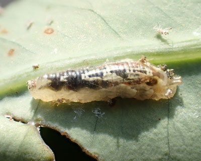 �q���^�A�u�n�H