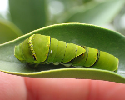 �Ō�̃C�������Ɉ�������