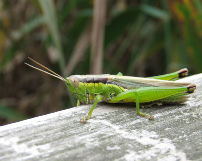 �R�o�l�C�i�S