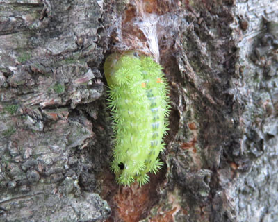 ���N�͏��Ȃ������q���w���A�I�C���K