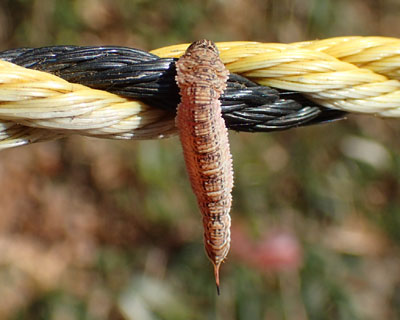 ���Ȍ`�̃��}�g�J�M�o