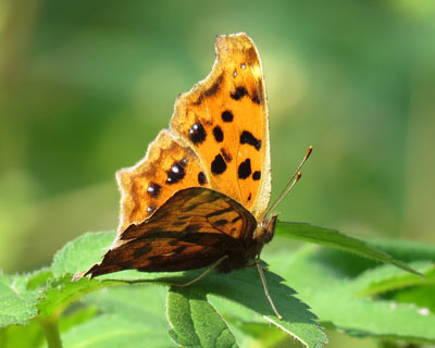 �L�^�e�n�H�d�l