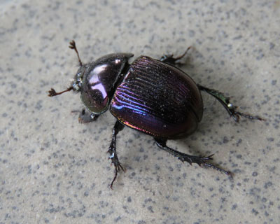 ���Ԃ��ł������Ă��Z���`�R�K�l