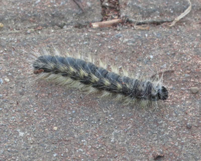 �H�̏W�c�����킢�����N���V���`�z�R