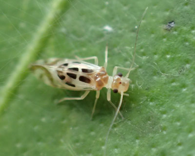 �����ʂ�������������