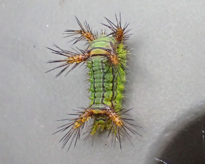 ���邩��Ɋ댯�ȃi�V�C���K