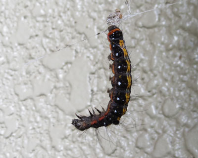 �N���̎��ɂ���܂��������S�P�������H