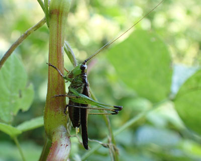 �T�T�L������l�ɂȂ���