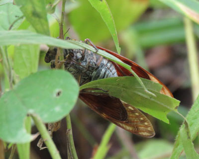 �Ȃ����P�O�����ɃA�u���[�~