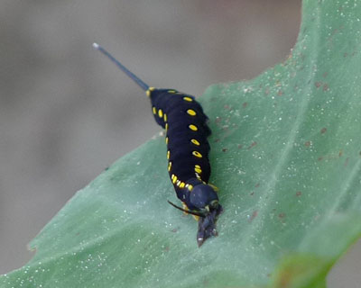 �������F���Ĕ��H�ׂ�