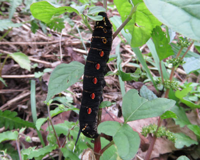 �P�P���̃Z�X�W�X�Y��