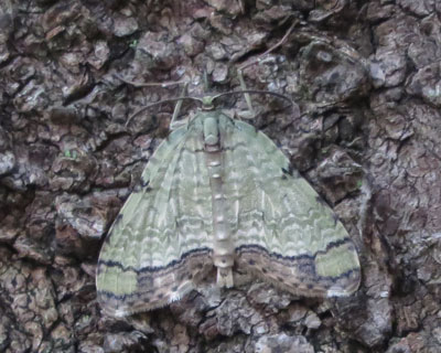 �E�X�~�h���i�~�V���N�H