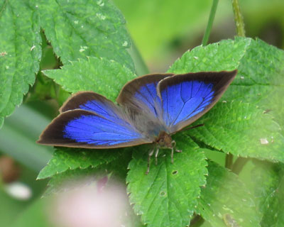 �J���Ă������T�L�V�W�~