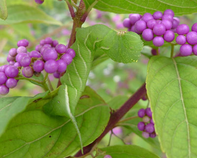 �V���t���X�Y���c��