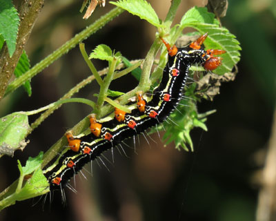 �����ڂ����킢�t�N���X�Y��