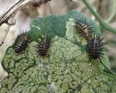 �g�z�V�e���g�E�c������