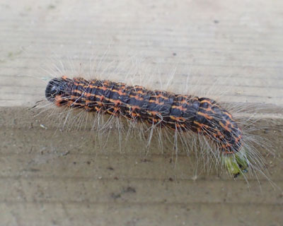 �������܂ꂽ�C�z�̃c�}�L�V���`�z�R