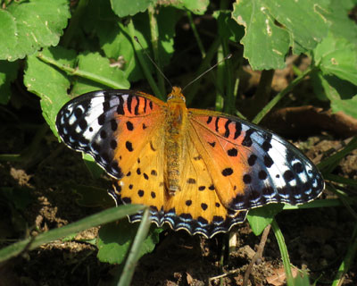 �c�}�O���q