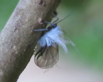 ���F�̃��^���V