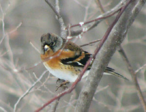 �ς��Ƃ��Ȃ��A�g��