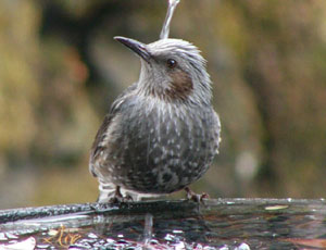 �Â��ȃq���h��