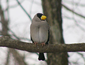 �a���s�C�J��