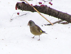 �V�F�R�����J�����q��