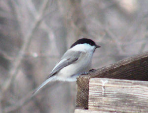 ���X�̎��p�łт��т��R�K��