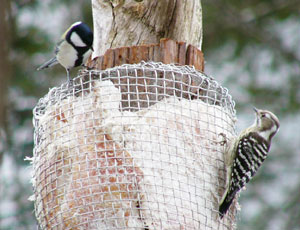 �V�W���E�J��������Ă���