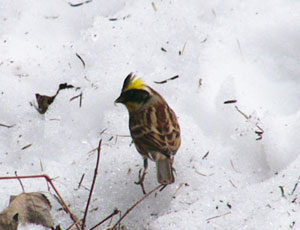 �~���}�z�I�W���͌�����H