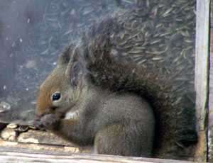 �����ۂ͎����Ŕw���ɔ[�܂�炵��