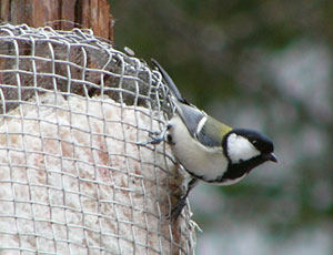 �S�W���E�J���C��