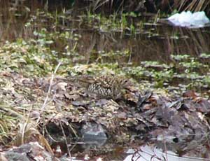 �g���c�O�~��T���I