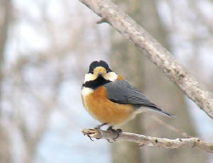 ���ʊ炪���킢�����}�K��