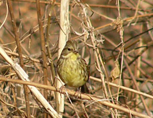 �ڂ���A�I�W