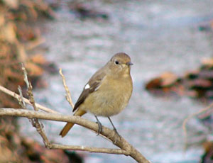 ���ƃ{�P���W���r�q