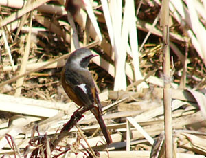 �N�l��W���r��