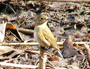 ���H�����r�^�L