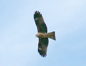 �g�r�͈Â��Ȃ�