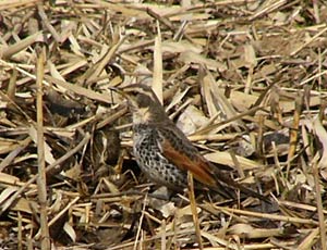 �c�O�~�炵���c�O�~