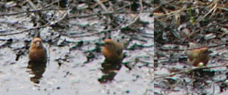 ���������ǁA�{�P�Ă邯�ǁA�ł��C�X�J