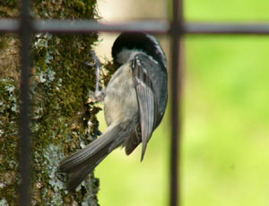 �򂪂��邩�畽�C